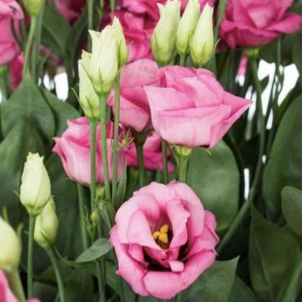 Lisianthus - Robertson Flower Farm