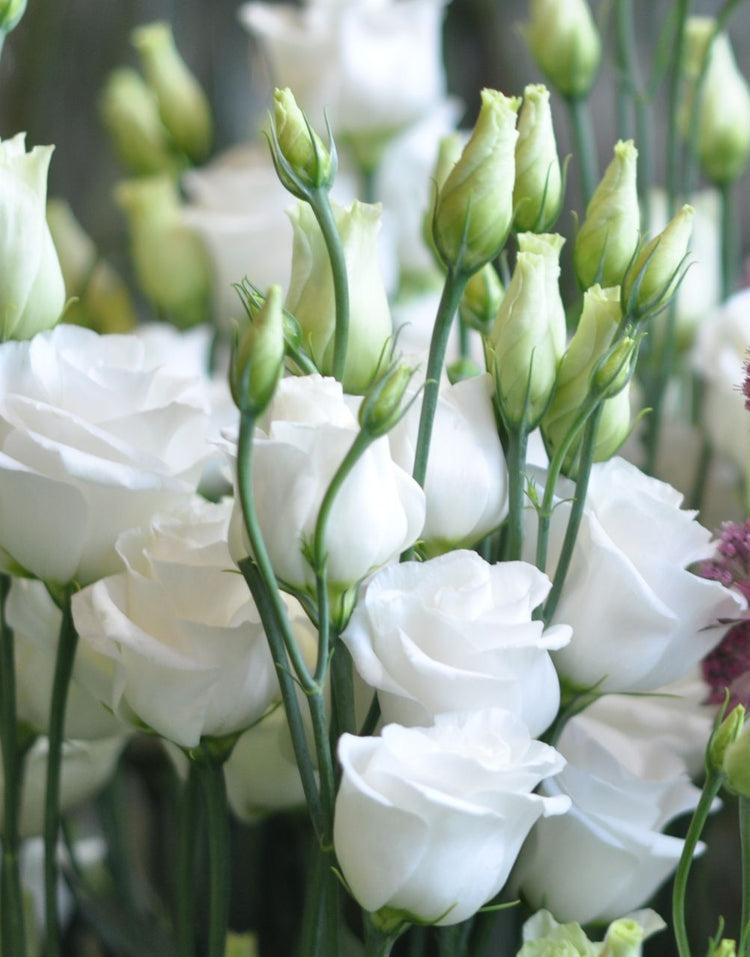 Lisianthus - Robertson Flower Farm