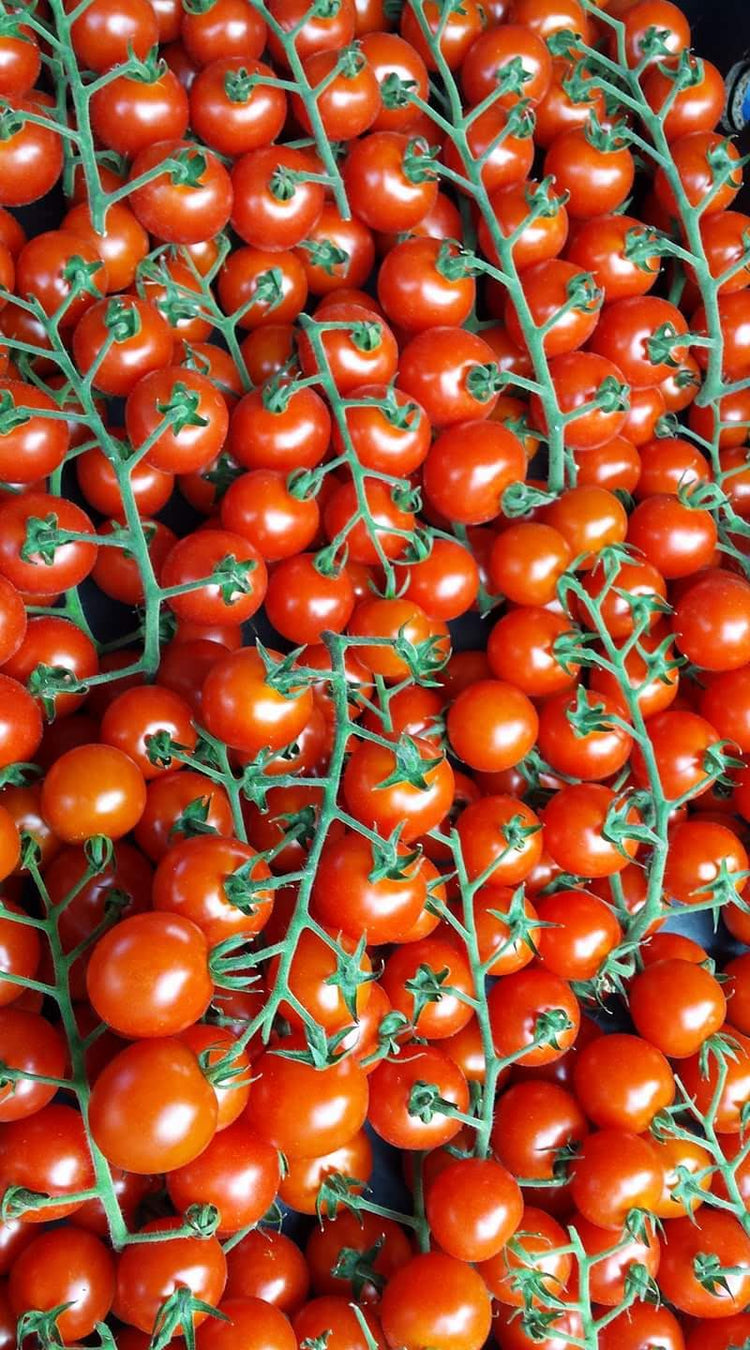 tomato 2