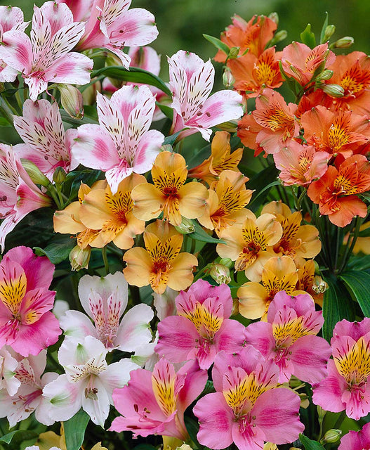 Alstroemeria - Robertson Flower Farm