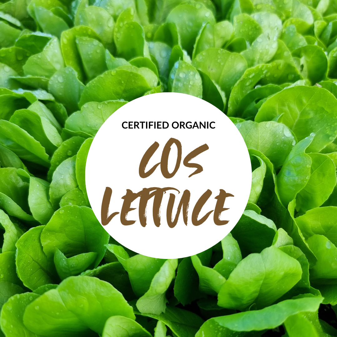 Cos Lettuce Pattern Cos Lettuce - Good Harvest