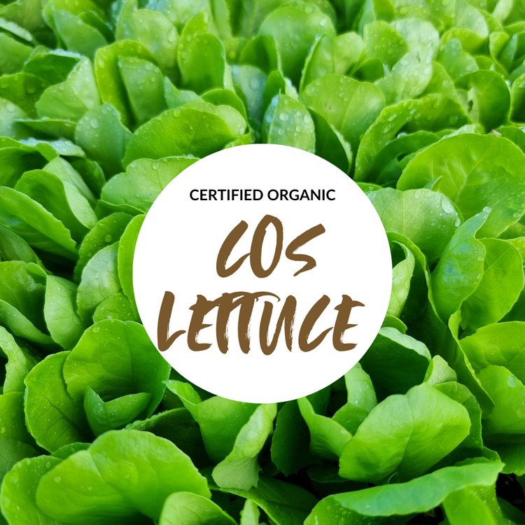 Cos Lettuce - Good Harvest